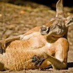 UCSD: Judge Asks Attorney ‘Where’s The Kangaroo’?